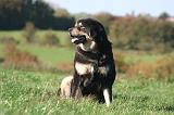 DOGUE DU TIBET 660